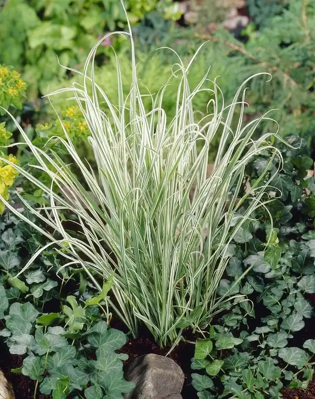 Knolhaver (Arrhenatherum bulbosum ‘Variegatum‘) | Direct leverbaar