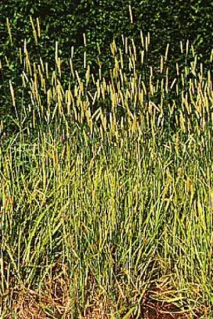 Actieprijs | Vossestaart (Alopecurus pratensis ‘Aureovariegatus‘)