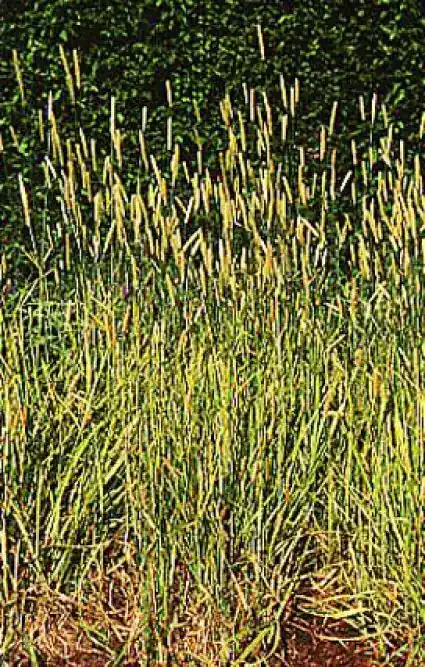 Actieprijs | Vossestaart (Alopecurus pratensis ‘Aureovariegatus‘)