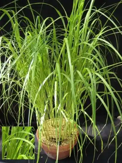 Slijkgras (Spartina pectinata ‘Aureomarginata‘) - Zojuist toegevoegd