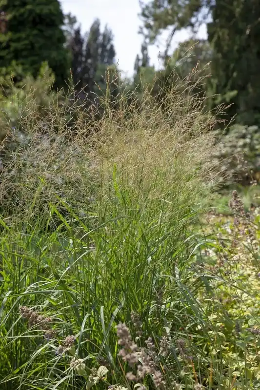 Hoge kwaliteit | Vingergras (Panicum virgatum ‘Strictum‘)