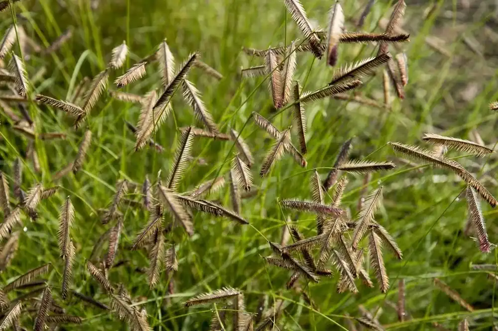 Muskietengras (Bouteloua gracilis) - Nieuw in het assortiment