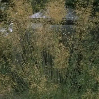 Vedergras (Stipa gigantea) - Extra voordeel