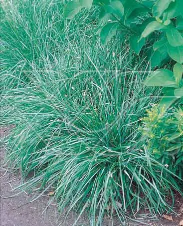 Blauwgras (Sesleria caerulea) | Populair