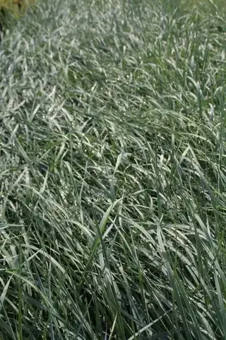 Zandhaver (Leymus arenarius) | Premiumkwaliteit