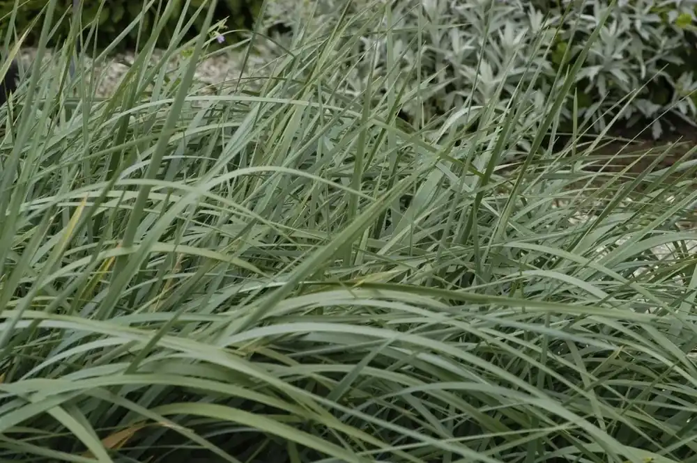 Extra korting | Sierhaver (Helictotrichon sempervirens)