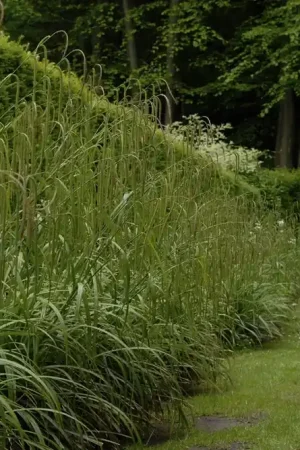 Actie loopt bijna af | Treurzegge (Carex pendula)