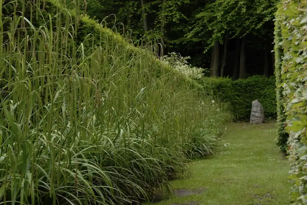 Actie loopt bijna af | Treurzegge (Carex pendula)