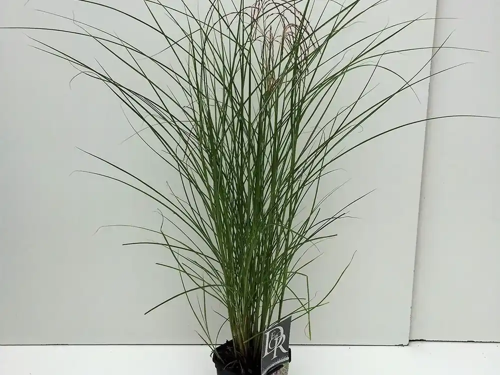 Prachtriet (Miscanthus sinensis ‘Red Cloud‘) - Nieuw binnen