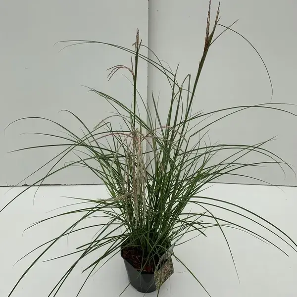 Veilige betaling - Chinees riet (Miscanthus sinensis ‘Pink Cloud‘)