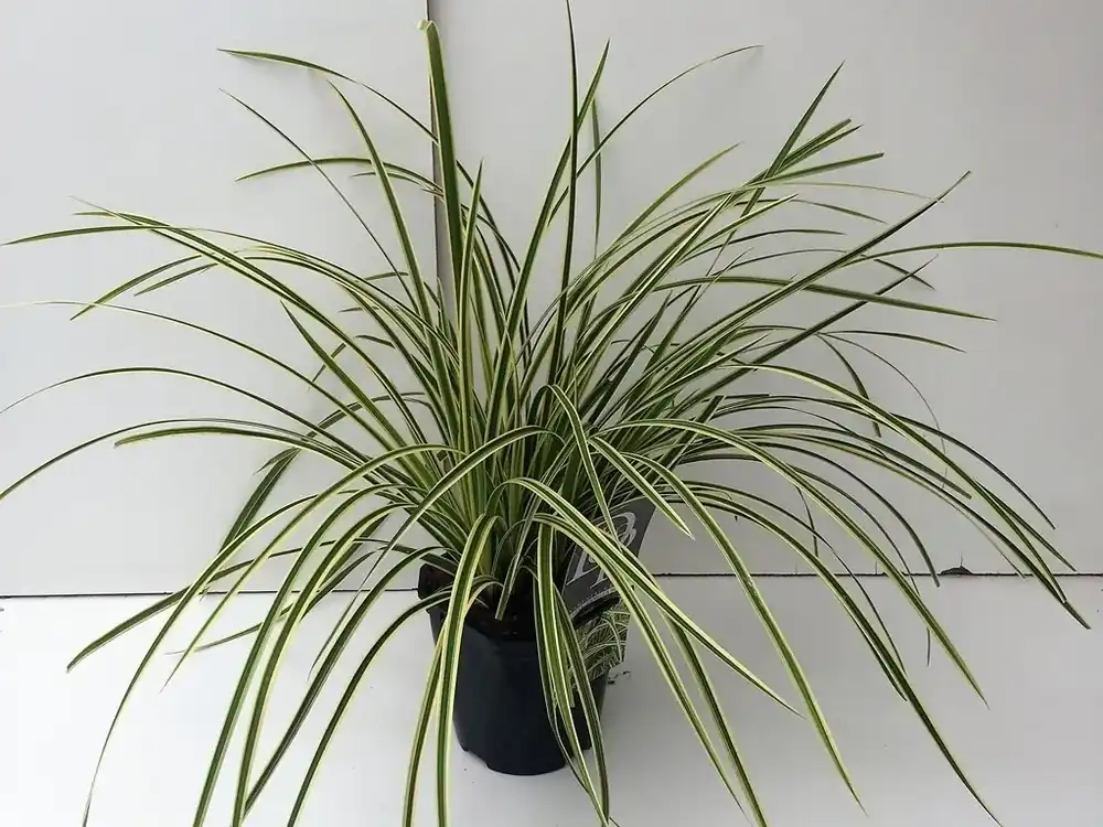 Japanse Zegge (Carex morrowii ‘Vanilla Ice‘) - Dagdeal