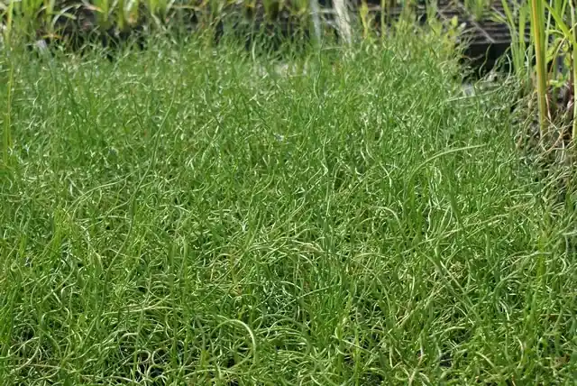 Kurkentrekkersgras (Juncus effusus ‘Spiralis‘) | Voorraad bijna op