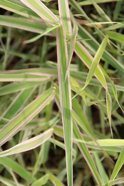 Erg populair | Kanariegras (Phalaris arundinacea ‘Picta‘)
