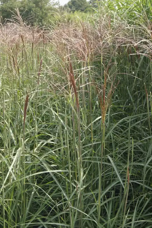 Premiumkwaliteit | Prachtriet (Miscanthus sinensis ‘Dronning Ingrid‘)