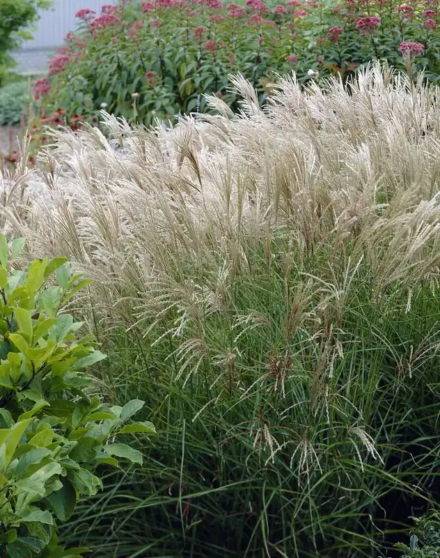 Bespaar meer - Prachtriet (Miscanthus sacchariflorus)