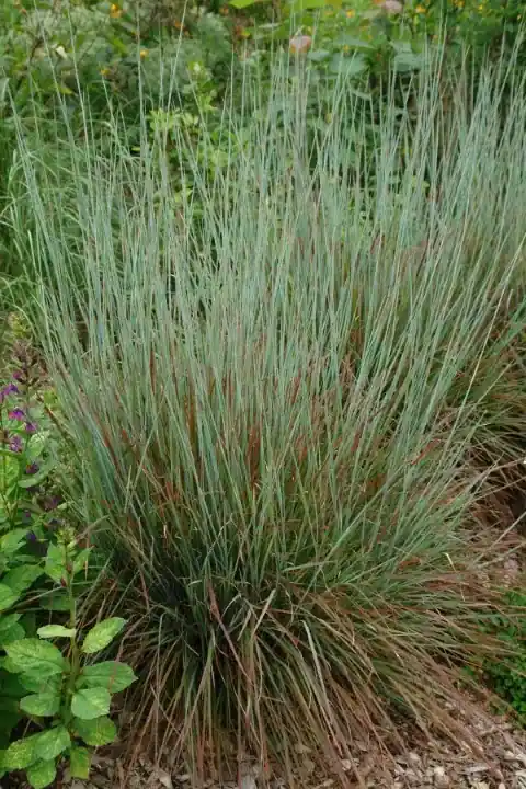 Online kopen - Prairiegras Schizachyrium scoparium (‘Standing Ovation‘)
