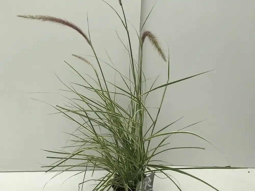 Veel gevraagd - Lampenpoetsersgras (Pennisetum advena ‘Sky Rocket‘)