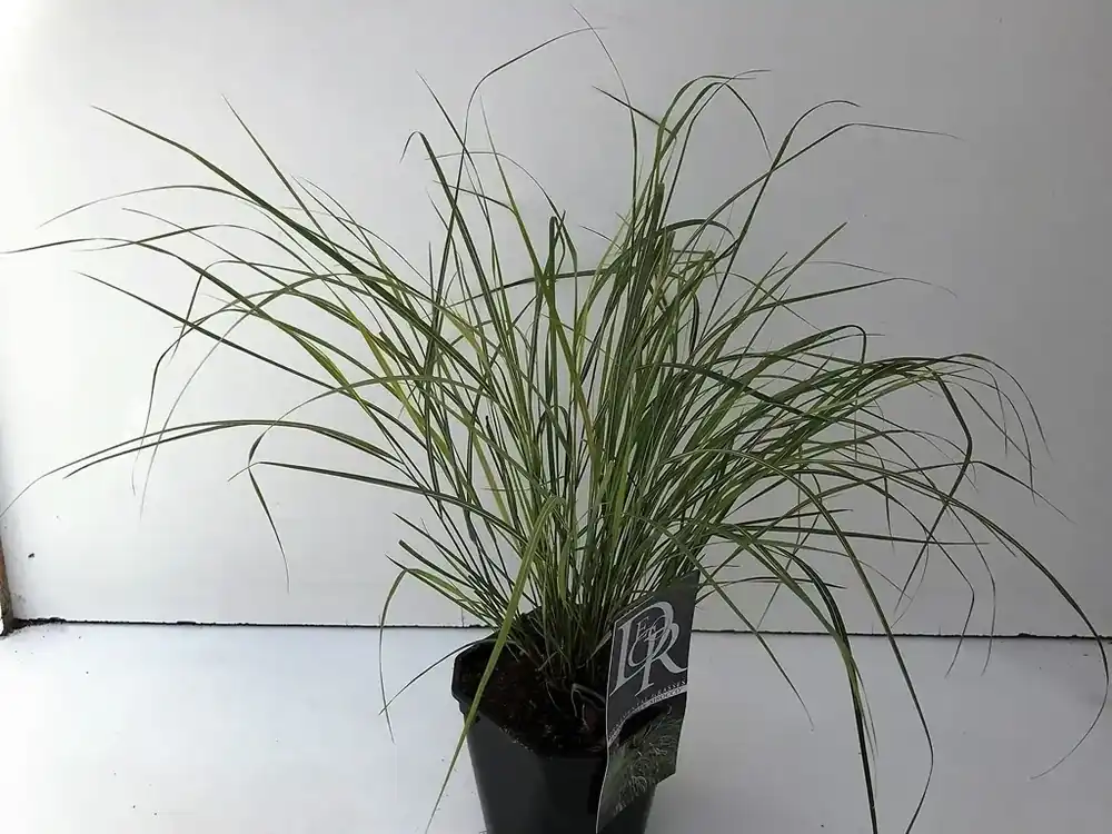 Fazantstaartgras (Anemanthele Sirocco) | Goed beoordeeld