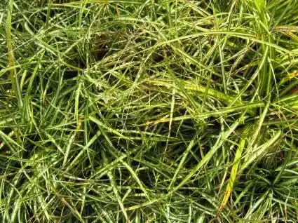Zegge (Carex ornithopoda ‘Variegata‘) | Prijsverlaging