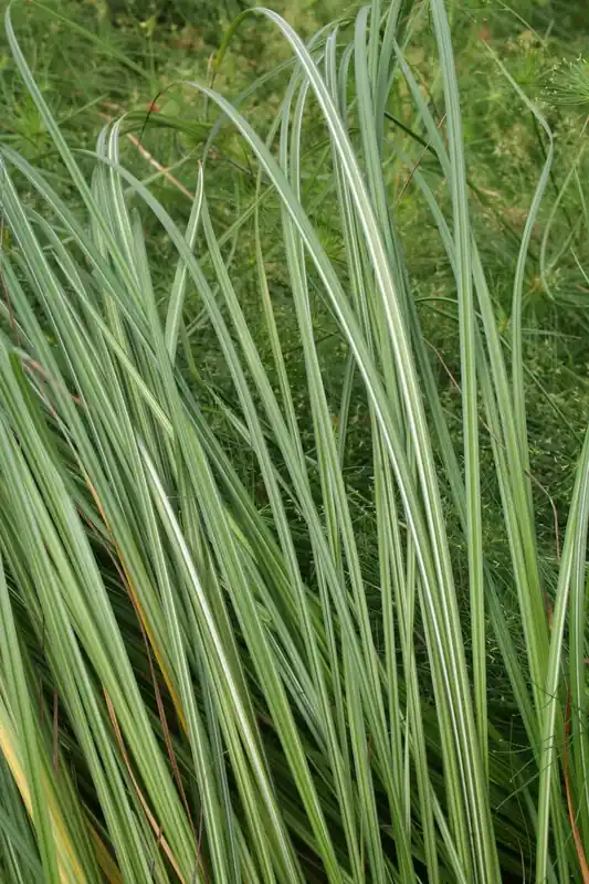 Oeverzegge (Carex riparia) | Deal