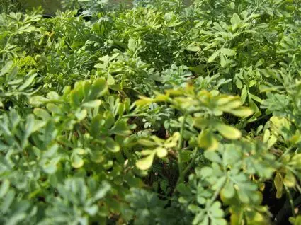 Wijnruit (Ruta graveolens) - Makkelijk bestellen