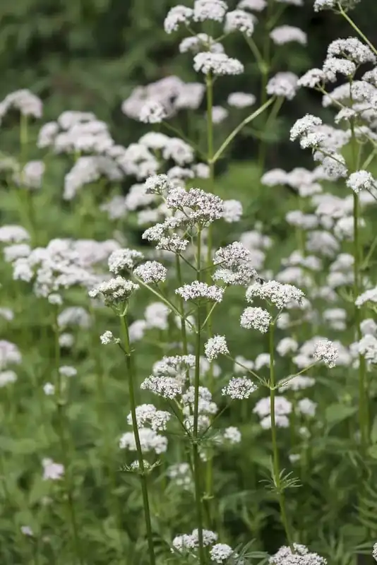 Topproduct | Gewone valeriaan (Valeriana officinalis)