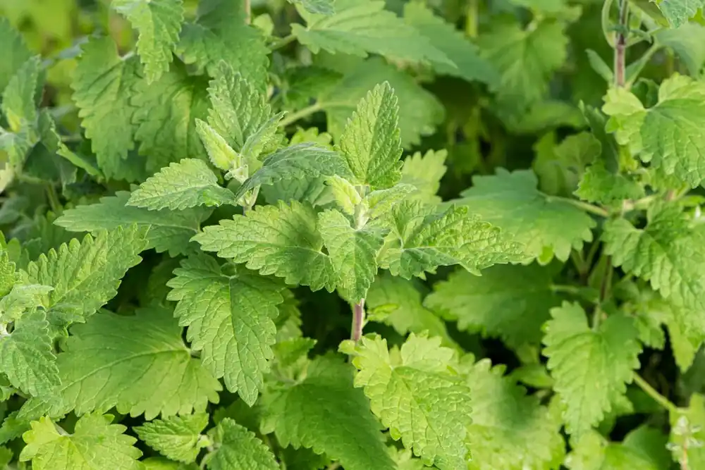 Online bestellen | Wild kattenkruid (Nepeta cataria)