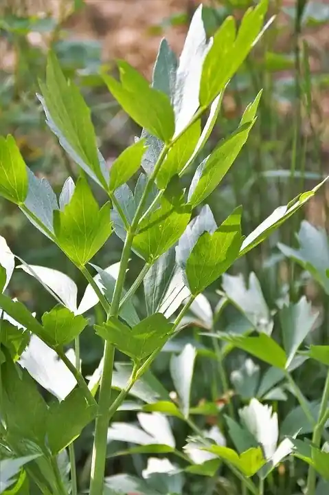 Maggiplant (Levisticum officinale) | Direct van de fabrikant
