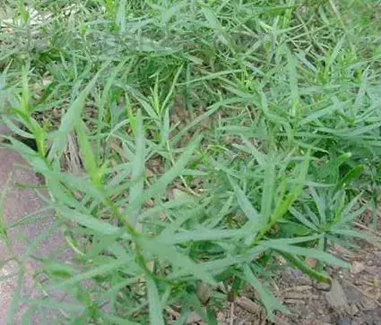 Dragon / Bijvoet (Artemisia dracunculus ‘Senior‘) | Actie loopt bijna af