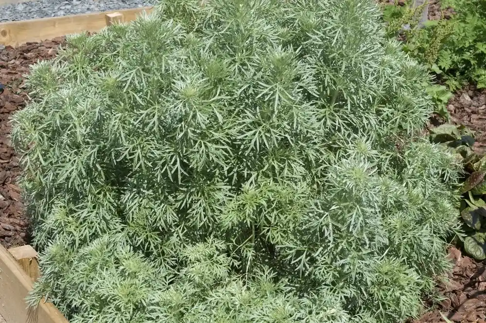 Nieuw binnen - Absint alsem (Artemisia absinthium)