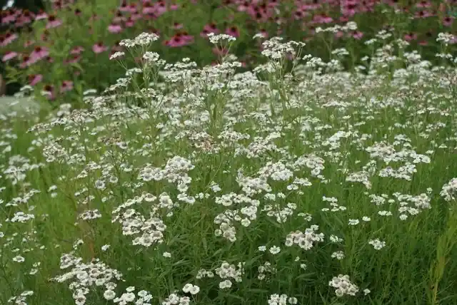 Citroenkruid (Artemisia abrotanum) | Zeer goed beoordeeld
