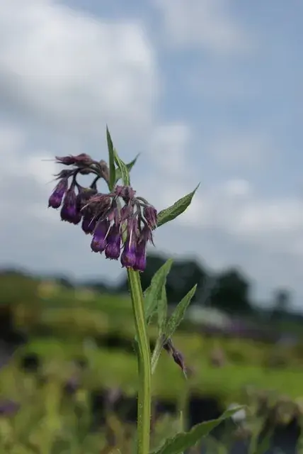 Flitsaanbieding | Smeerwortel (Symphytum officinale) BIO