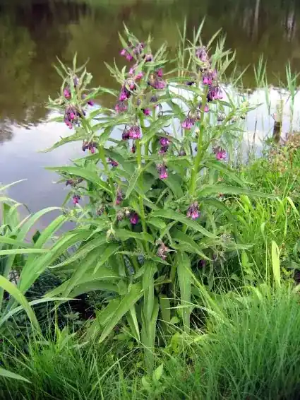 Smeerwortel (Symphytum officinale) | Hoge kwaliteit