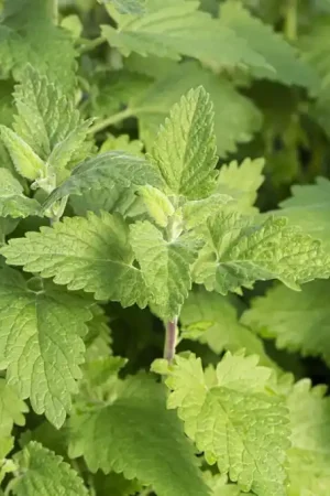 Wild kattenkruid (Nepeta cataria) BIO | Beste prijs