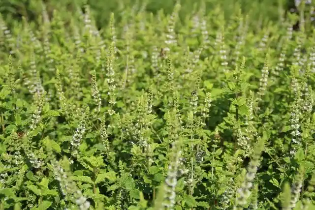Marokkaanse munt (Mentha spicata ‘Moroccan‘) BIO - Profiteer nu
