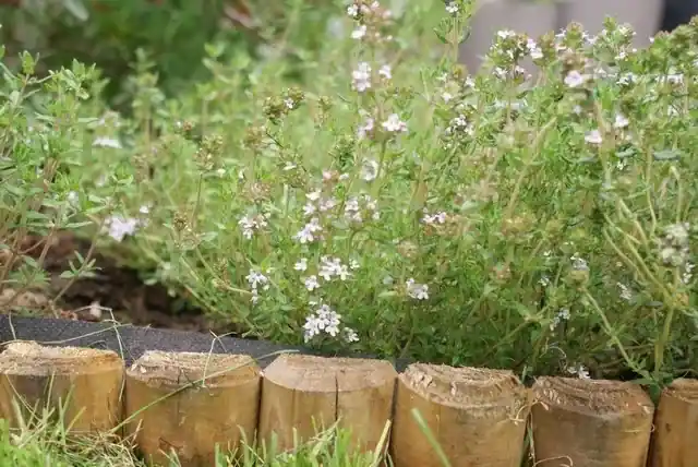 Vanaf nu beschikbaar - Echte tijm (Thymus vulgaris) Bio