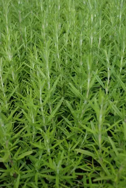 Rozemarijn (Rosmarinus officinalis) BIO | Uitverkoop