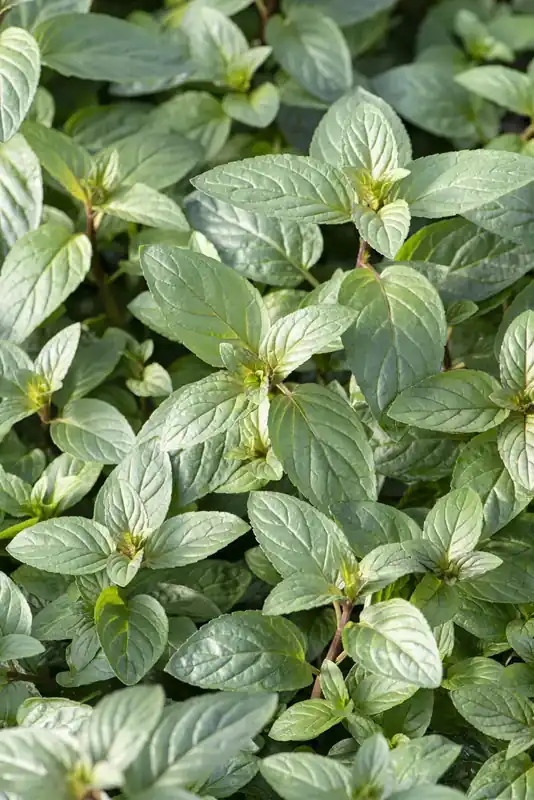 Pepermunt (Mentha piperita ‘Chocolate‘) | Online bestelbaar