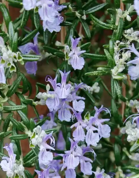 Bespaar meer | Rozemarijn (Rosmarinus ‘Blue Cascade®‘)
