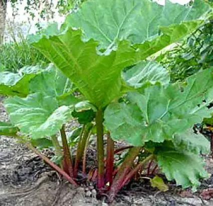 Rabarber (Rheum rhabarbarum) | Nieuw binnengekomen