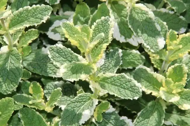 Net toegevoegd | Witte/Appelmunt (Mentha rotundifolia ‘Variegata‘)