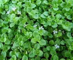 Outlet - Kruipende munt/Corsikaanse munt (Mentha requienii)