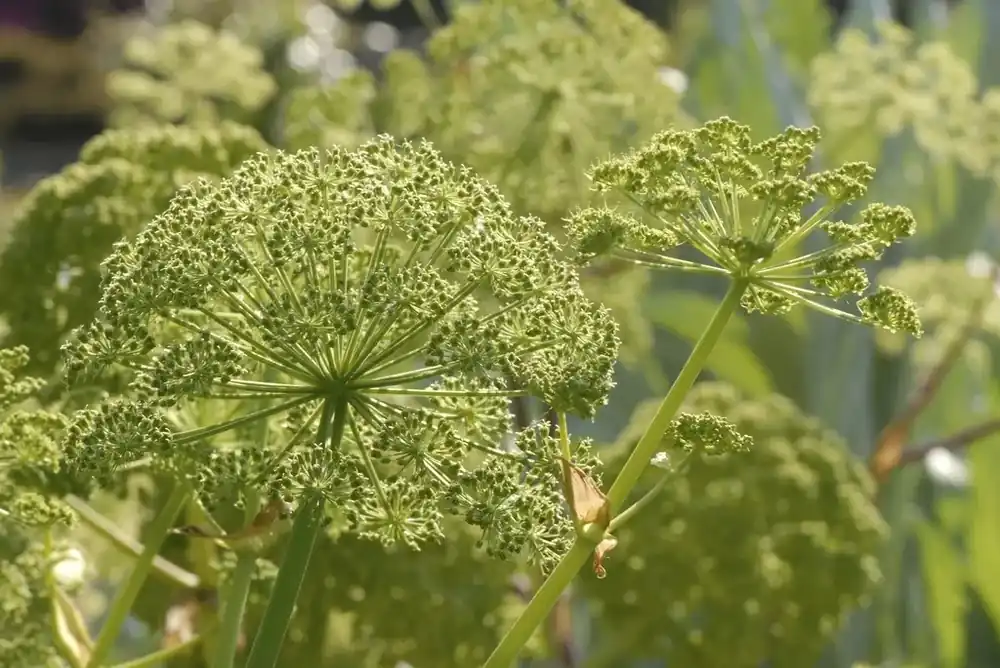 Engelwortel (Angelica archangelica) | Op voorraad