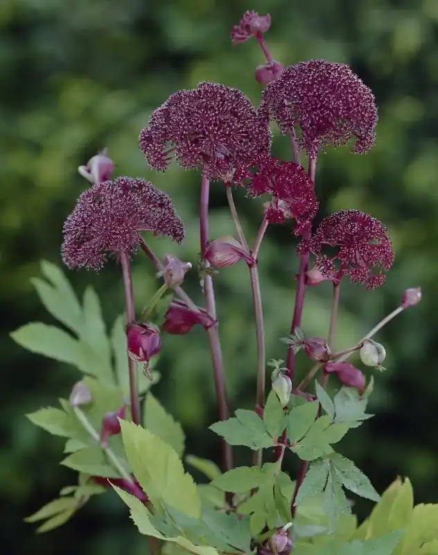 Premiumkwaliteit | Engelwortel (Angelica gigas)