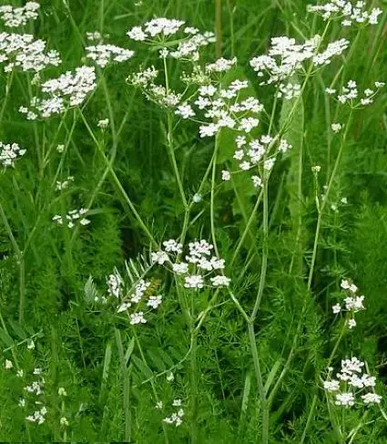 Korting | Karwij (Carum carvi)