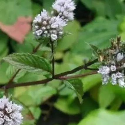 Pepermunt (Mentha piperita) | Online bestellen