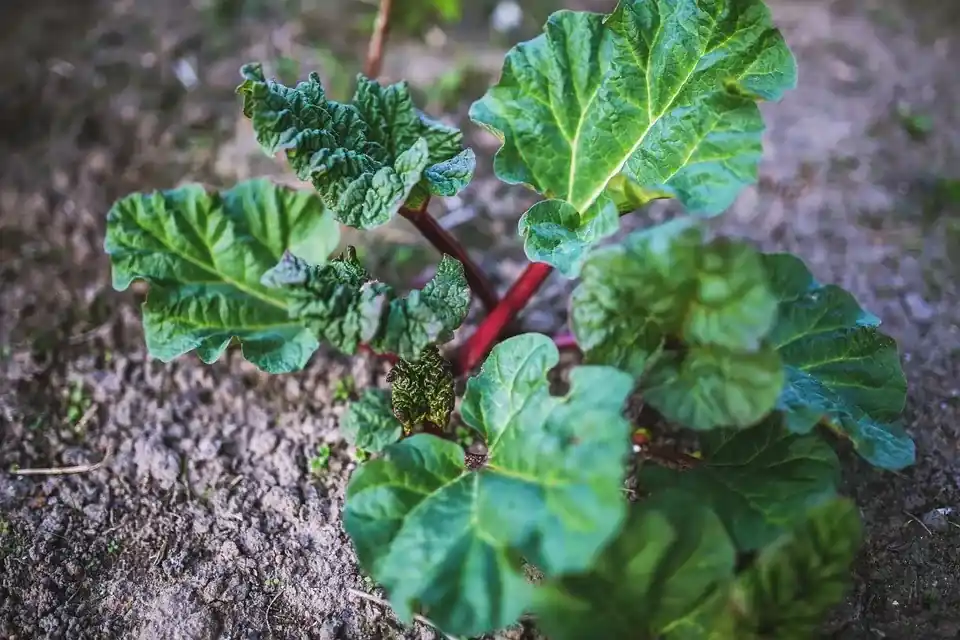 Rabarber (Rheum rhabarbarum) BIO - Speciale deal