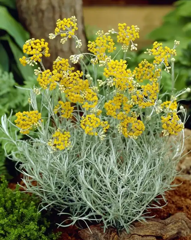 Kerrieplant (Helichrysum italicum) | Professionele kwaliteit