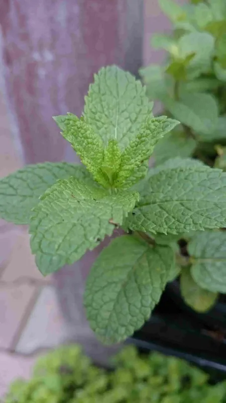 Marokkaanse munt (Mentha spicata ‘Moroccan‘) | Veel gekozen