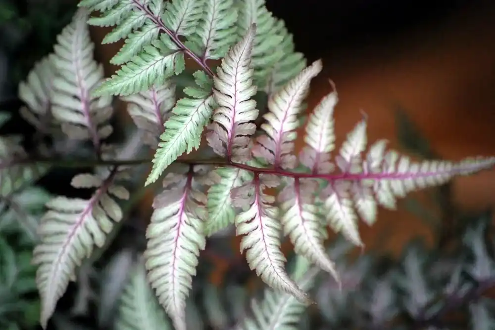 Flitsaanbieding - Wijfjesvaren (Athyrium niponicum ‘Burgundy Lace‘)